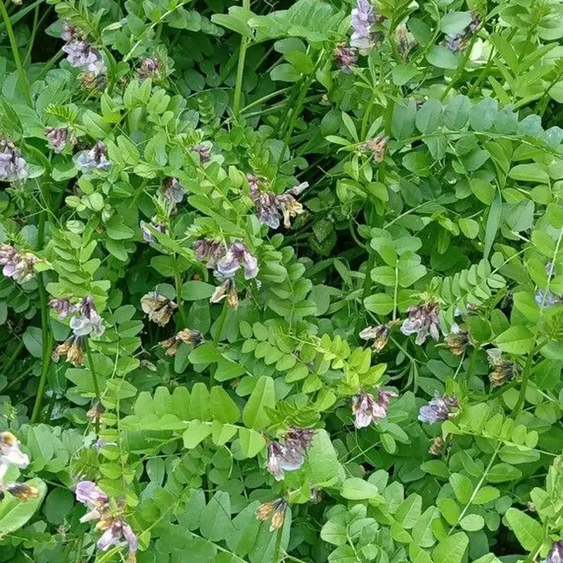 Вика (Vicia): полное руководство по уходу