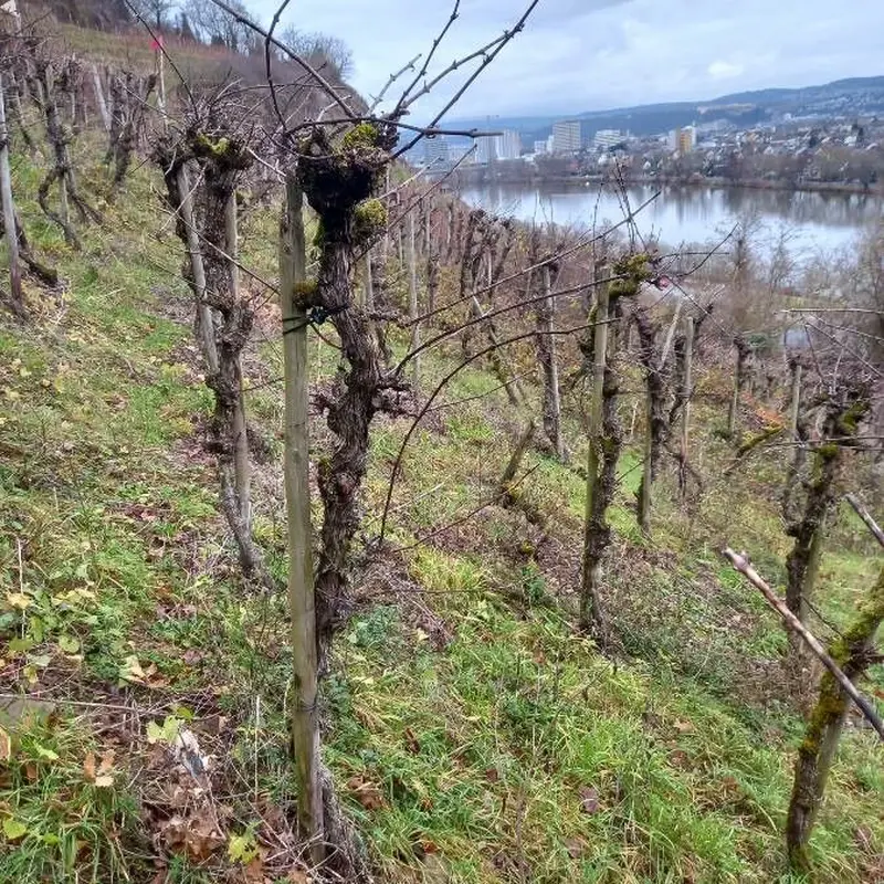 Виноград культурный (Vitis vinifera): полное руководство по уходу