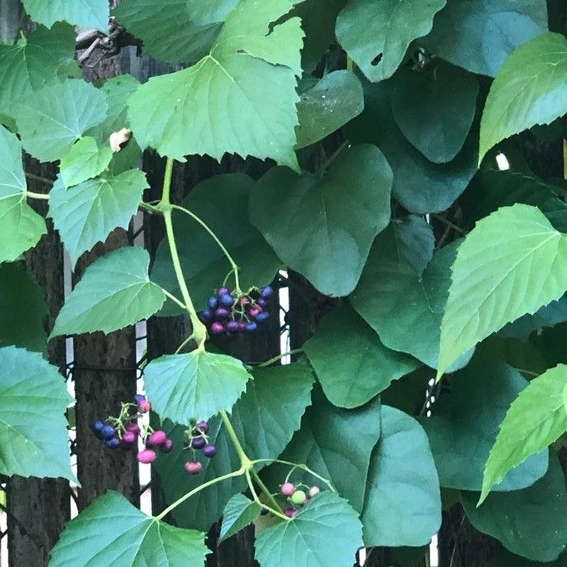 Виноградовник (Ampelopsis): полное руководство по уходу