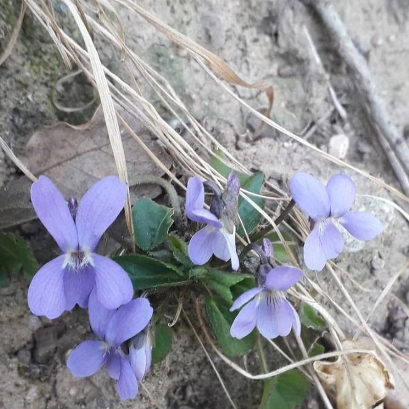 Виола (Viola): полное руководство по уходу