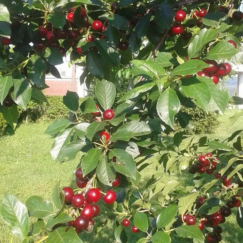 Вишня комнатная (Prunus cerasus): полное руководство по уходу