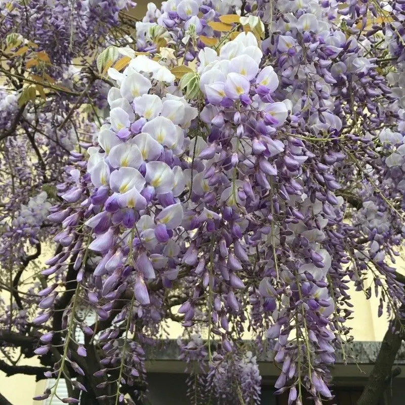 Вистерия