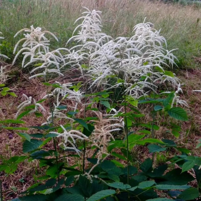 Волжанка двудомная (Aruncus dioicus): полное руководство по уходу