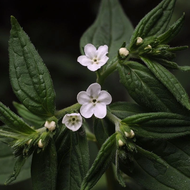 Воробейник (Lithospermum): полное руководство по уходу