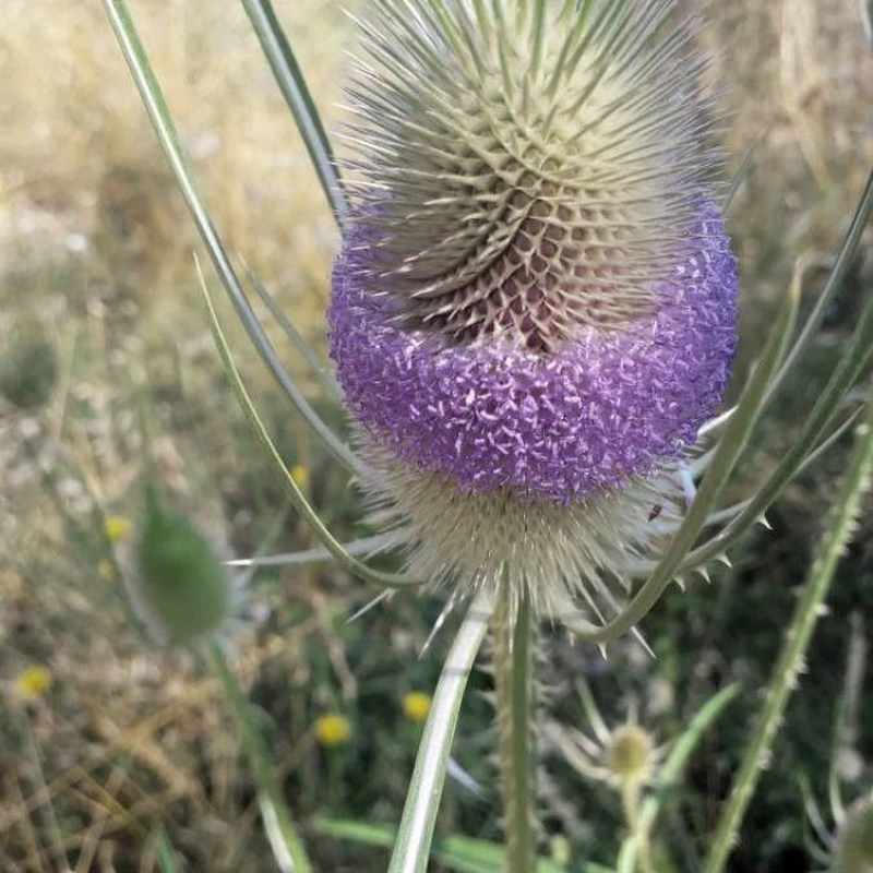 Ворсянка (Dipsacus): полное руководство по уходу