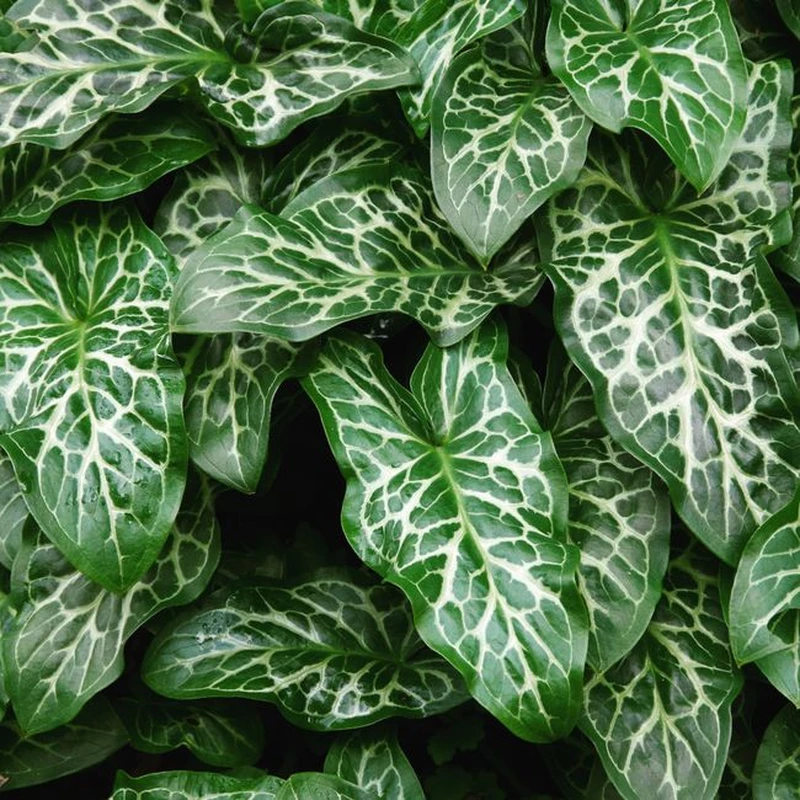 Вудвардия (Woodwardia radicans): полное руководство по уходу