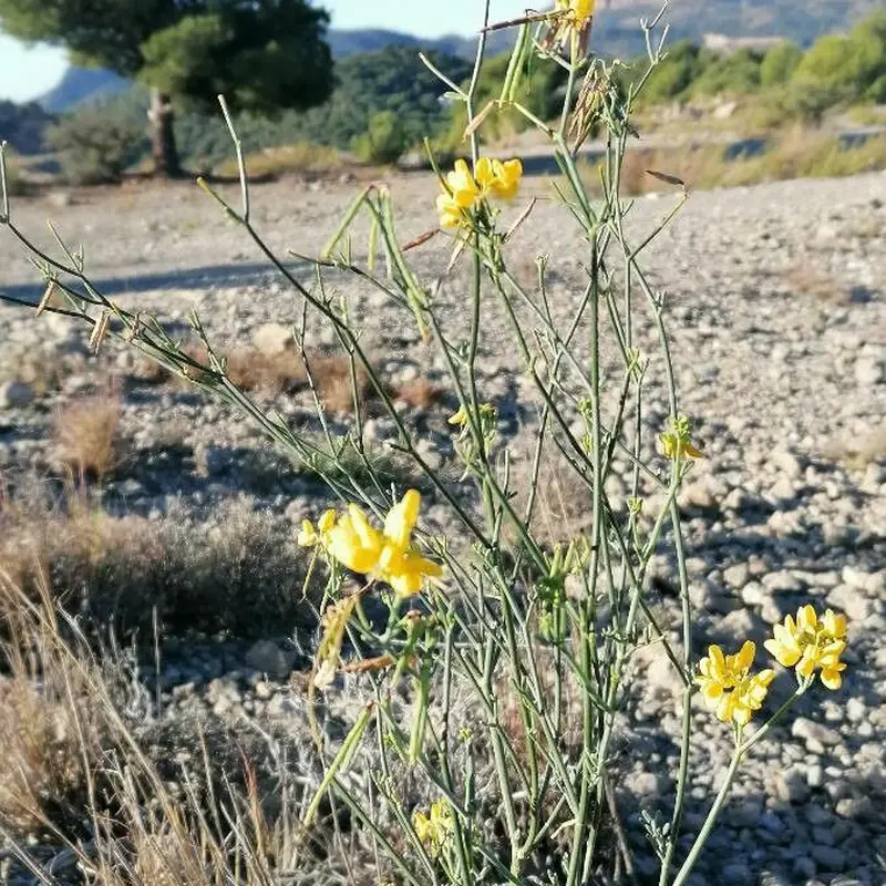 Вязель (Coronilla): полное руководство по уходу