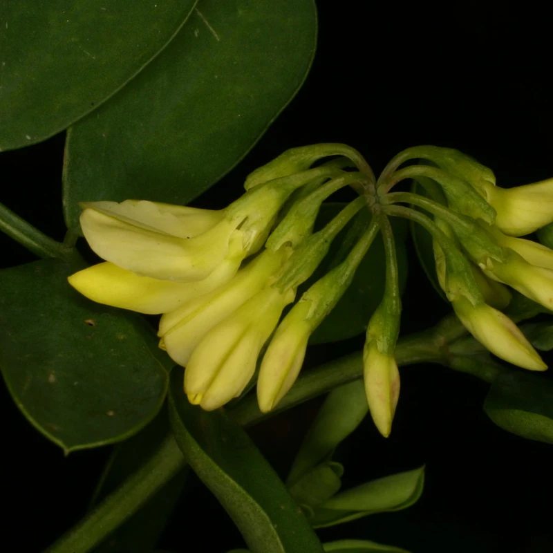 Вязель разноцветный (Coronilla varia): полное руководство по уходу