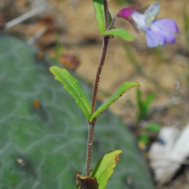 Вяжечка (Collinsia): полное руководство по уходу