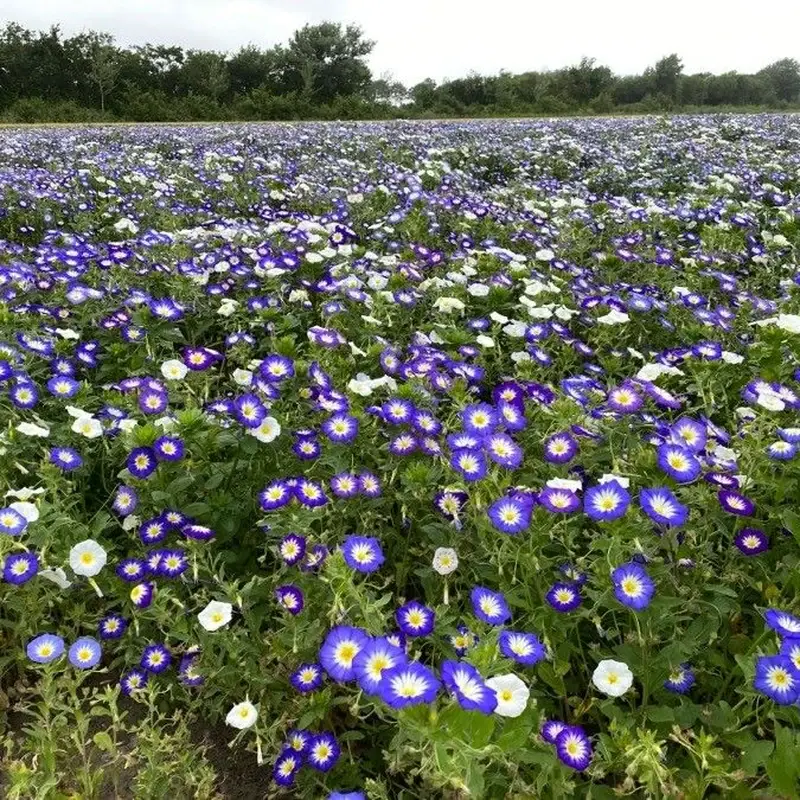Выонок трёхцветный (Convolvulus tricolor): полное руководство по уходу