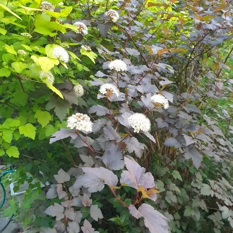 Вздутоплодник (Physocarpus): полное руководство по уходу