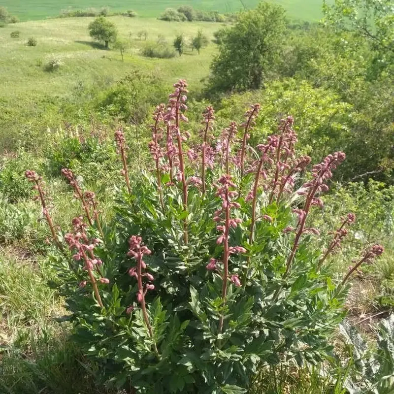 Ясенец (Dictamnus): полное руководство по уходу