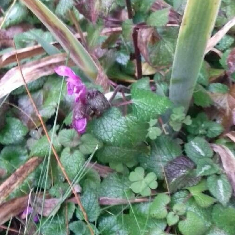 Яснотка (Lamium): полное руководство по уходу