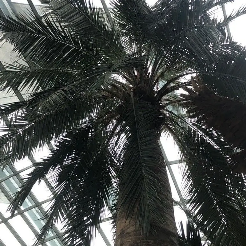 Юбея чилийская (Jubaea chilensis): полное руководство по уходу