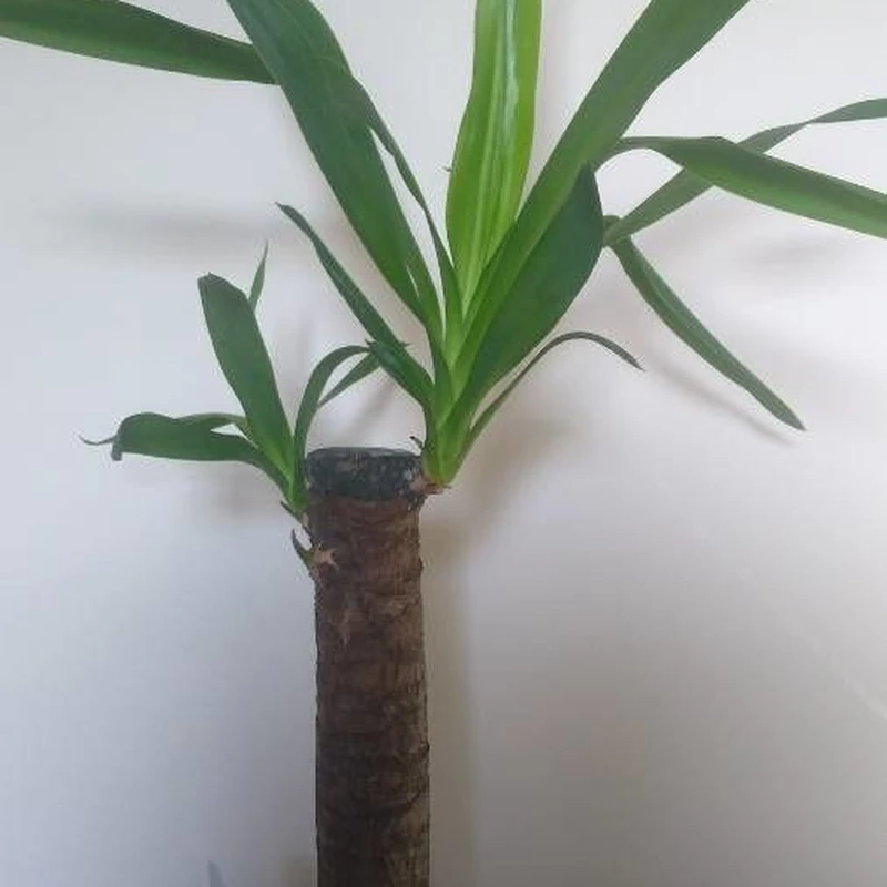 Юкка (Yucca elephantipes): полное руководство по уходу