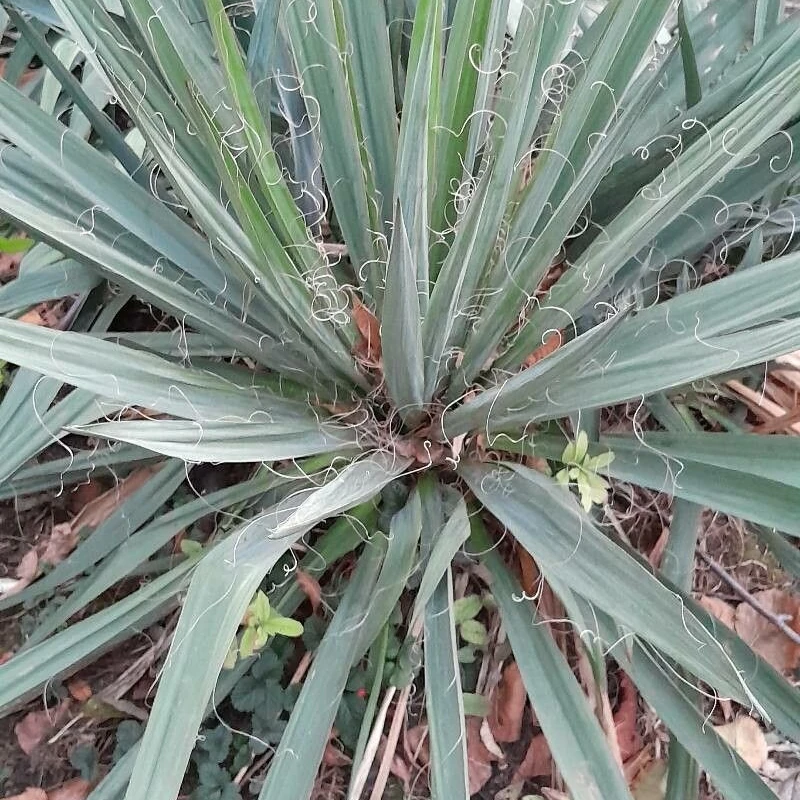 Юкка нитчатая (Yucca filamentosa): полное руководство по уходу
