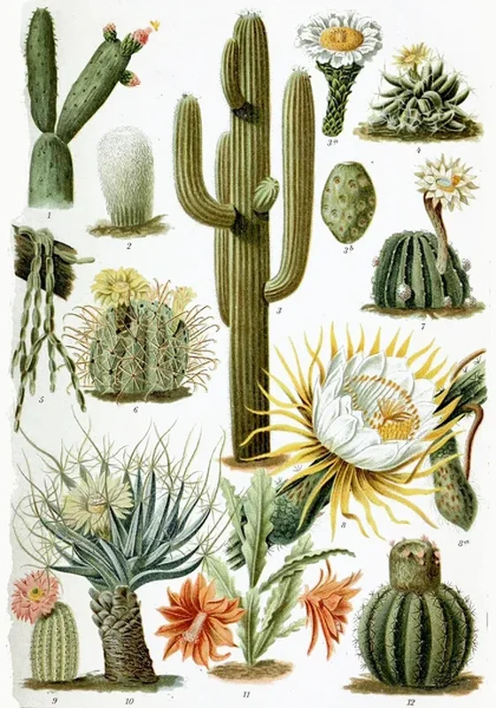 Закаспийский кактус (Cactus transcaspicus): полное руководство по уходу
