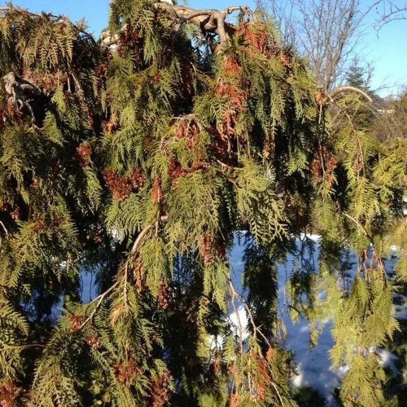 Западная туя (Thuja occidentalis): полное руководство по уходу