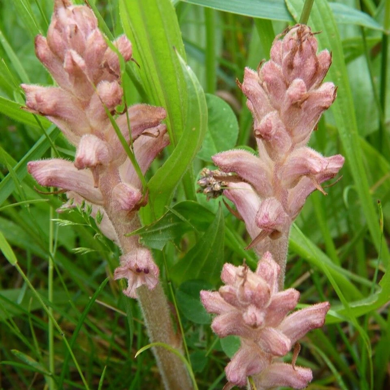 Заразиха (Orobanche): полное руководство по уходу