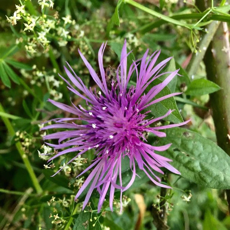 Завиток (Centaurea): полное руководство по уходу
