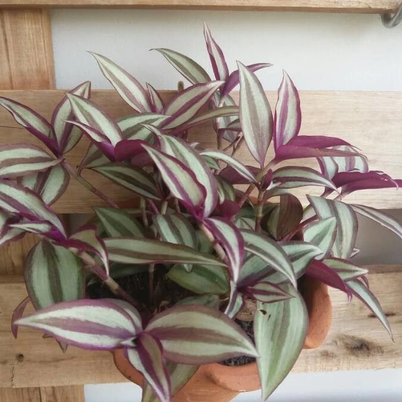 Зебрина (Tradescantia zebrina): полное руководство по уходу