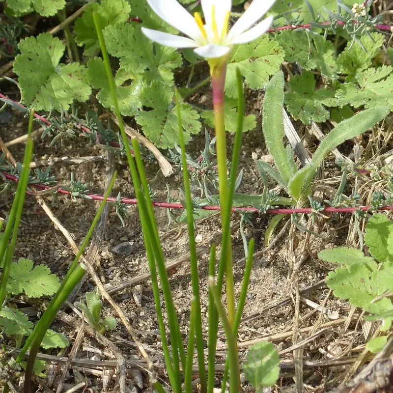 Зефирантес белый (Zephyranthes candida): полное руководство по уходу