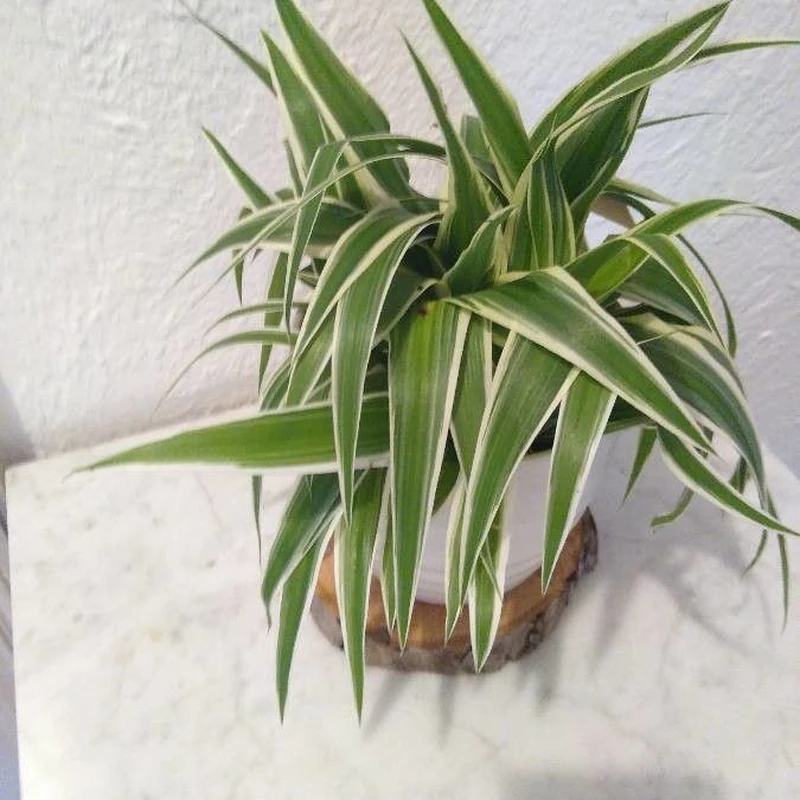 Зеленая лилия (Chlorophytum): полное руководство по уходу