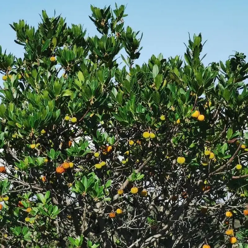 Земляничное дерево (Arbutus unedo): полное руководство по уходу