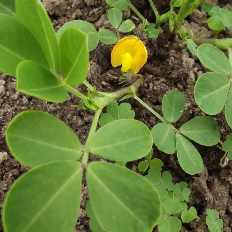 Земляной орех (Arachis): полное руководство по уходу