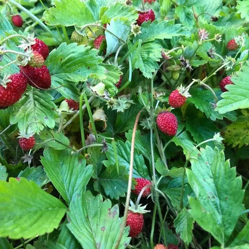 Земляника декоративная (Fragaria): полное руководство по уходу