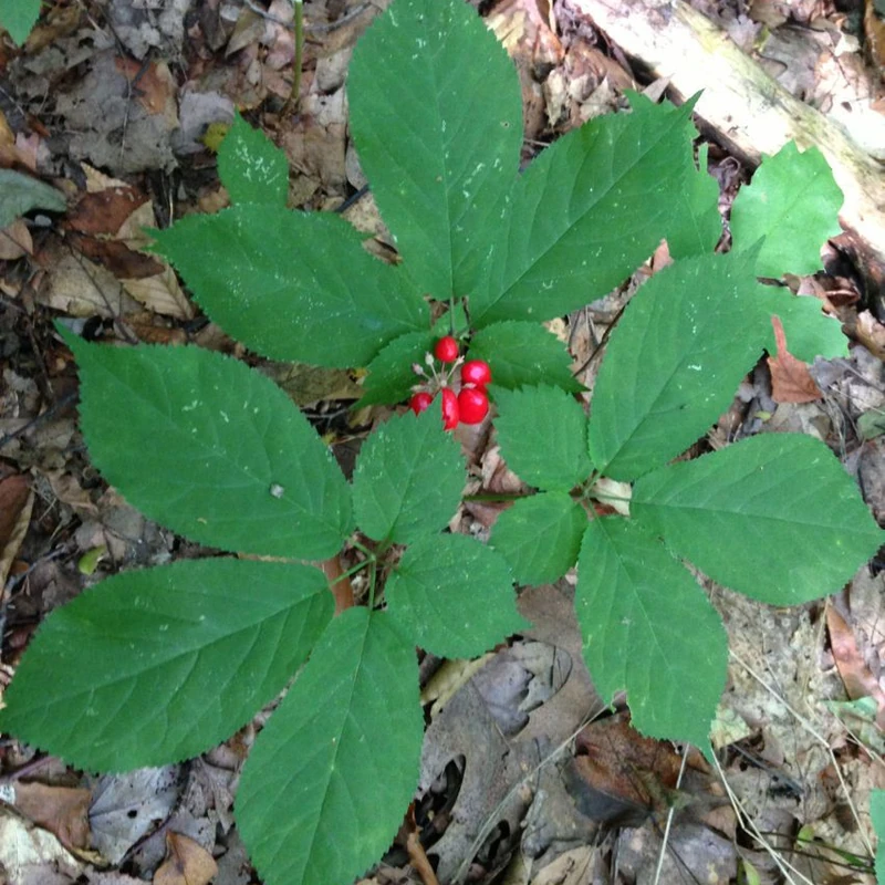 Женьшень (Panax ginseng): полное руководство по уходу