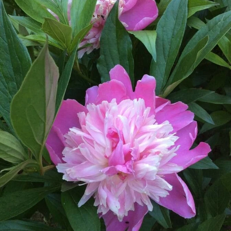 Женский корень (Peony): полное руководство по уходу