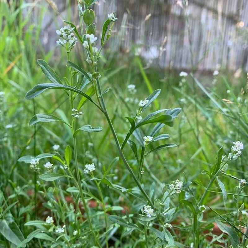 Жеруха (Lepidium sativum): полное руководство по уходу
