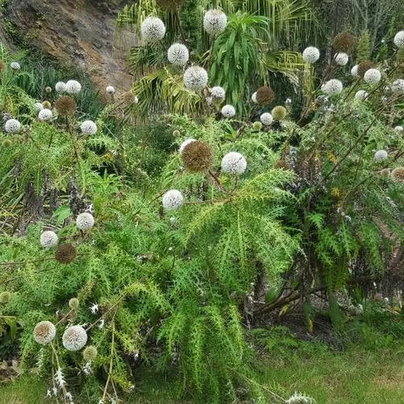 Жгун-корень (Echinops): полное руководство по уходу