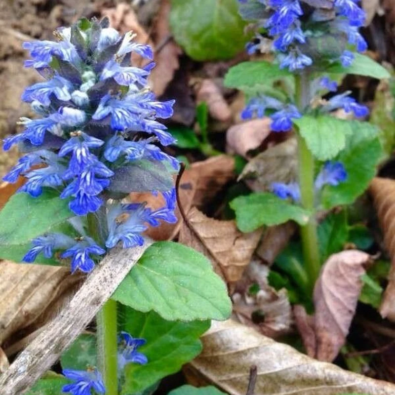Жигучка (Ajuga reptans): полное руководство по уходу