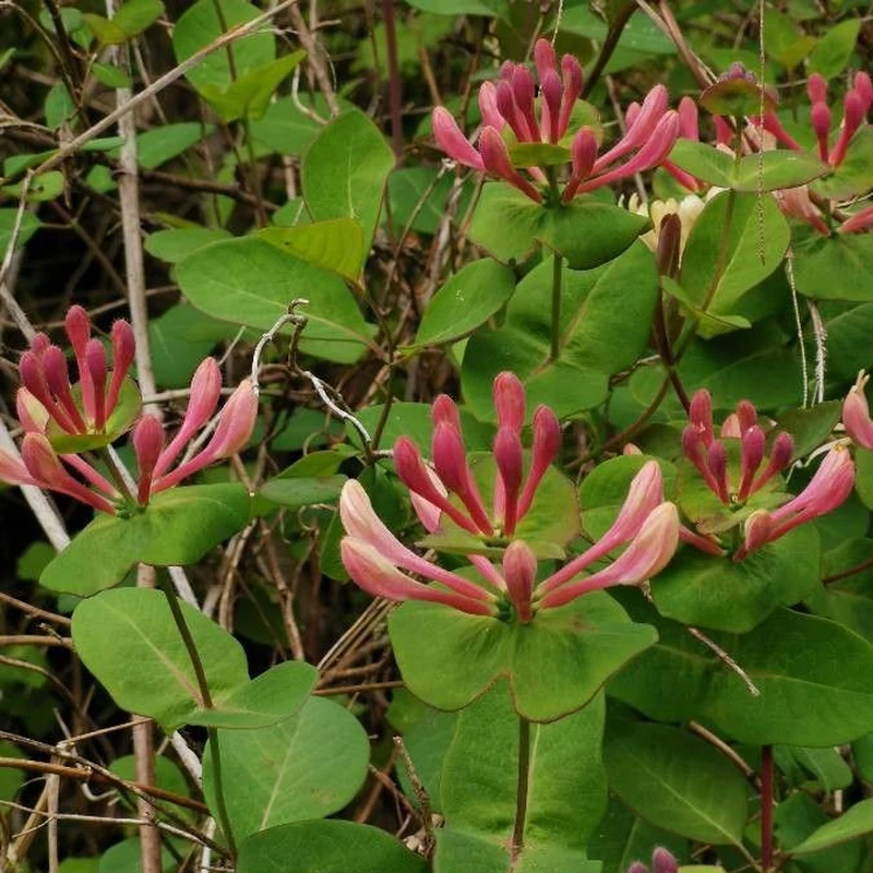 Жимолость каприфоль (Lonicera caprifolium): полное руководство по уходу