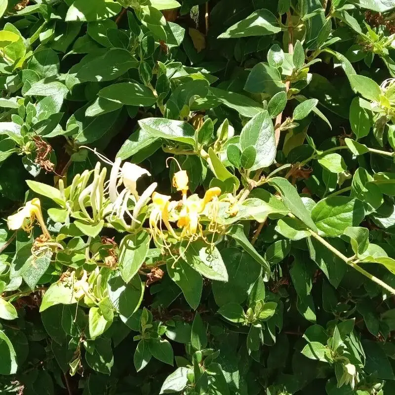 Жимолость японская (Lonicera japonica): полное руководство по уходу