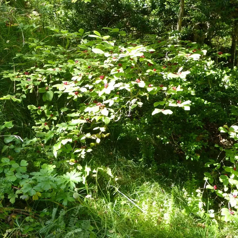 Жимолость комнатная (Lonicera): полное руководство по уходу