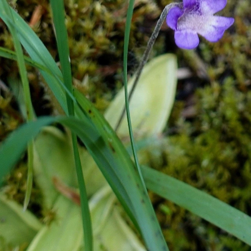 Жирянка (Pinguicula): полное руководство по уходу