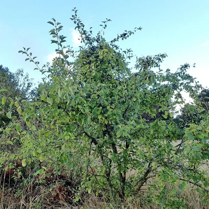 Жостер (Rhamnus): полное руководство по уходу