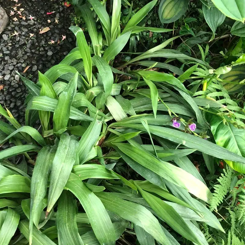 Зигопеталум (Zygopetalum): полное руководство по уходу