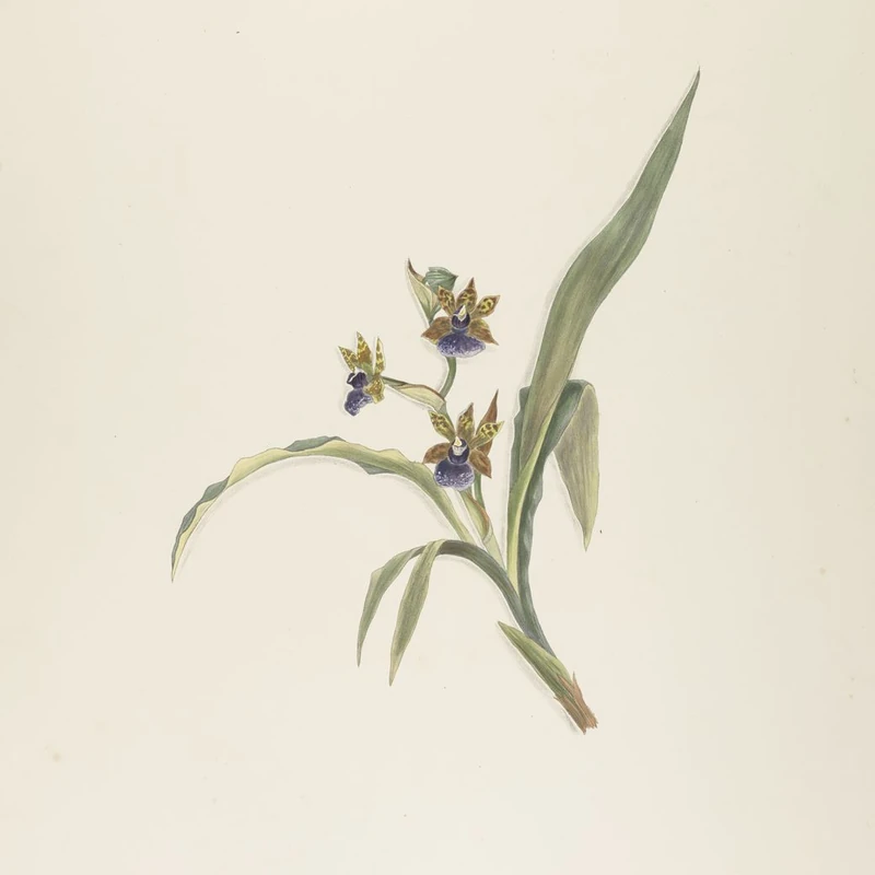 Зигопеталум Максимум (Zygopetalum maxillare): полное руководство по уходу