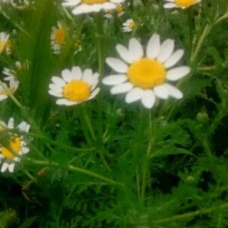 Златоцвет (Anthemis): полное руководство по уходу