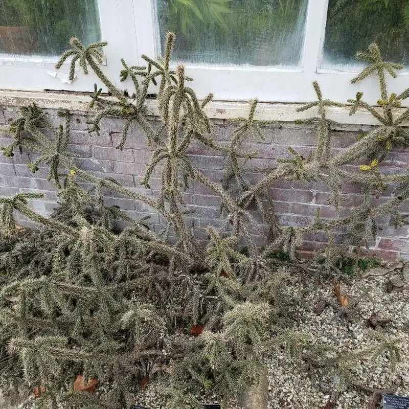 Золотая колонна (Cactus): полное руководство по уходу