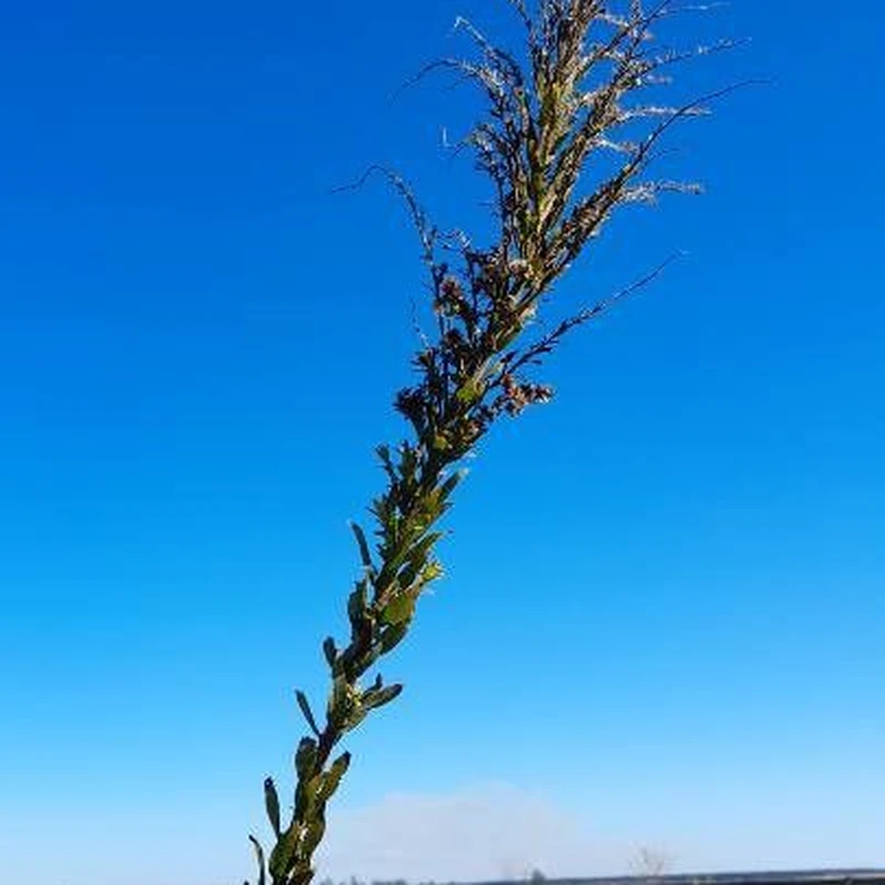 Золотарник (Solidago): полное руководство по уходу