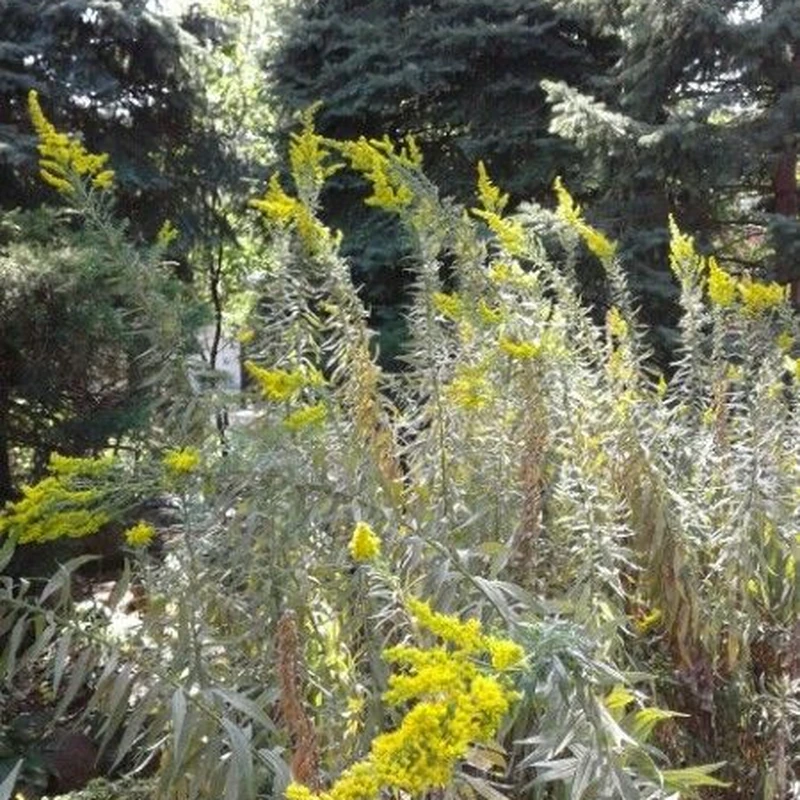 Золотарник канадский (Solidago canadensis): полное руководство по уходу