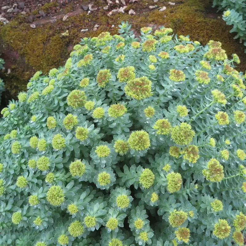 Золотой корень (Rhodiola rosea): полное руководство по уходу
