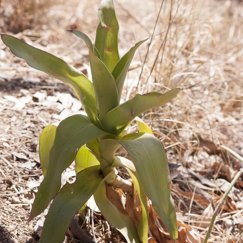 Золотой ус (Callisia fragrans): полное руководство по уходу