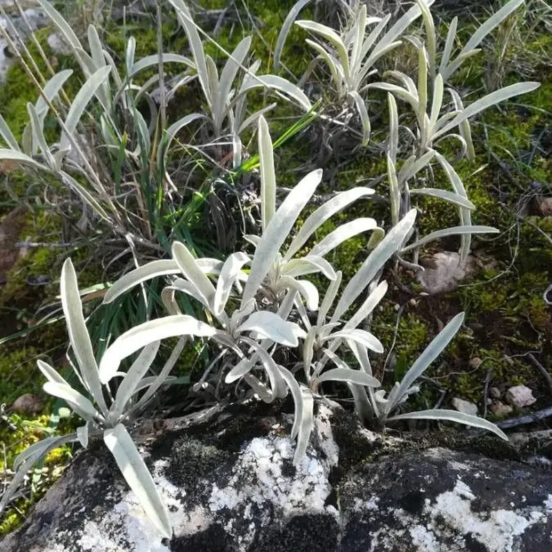 Зопник (Phlomis): полное руководство по уходу