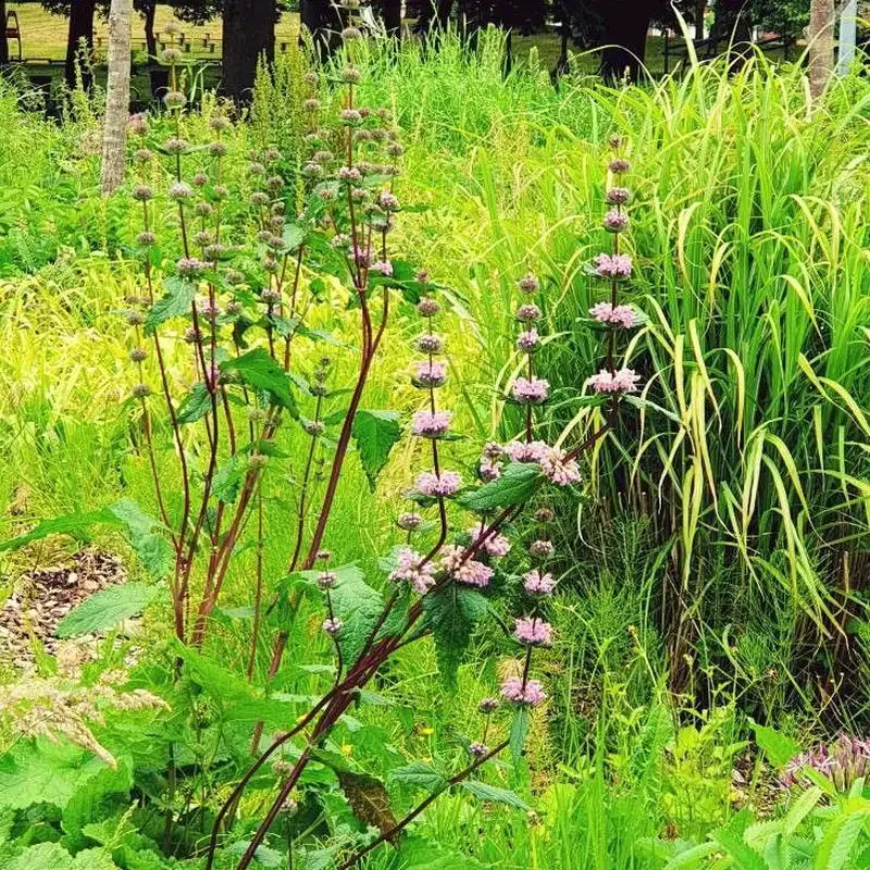 Зопник клубненосный (Phlomis tuberosa): полное руководство по уходу